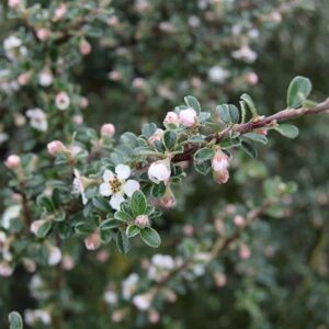 Cotoneaster microphyllus 20-30 cm